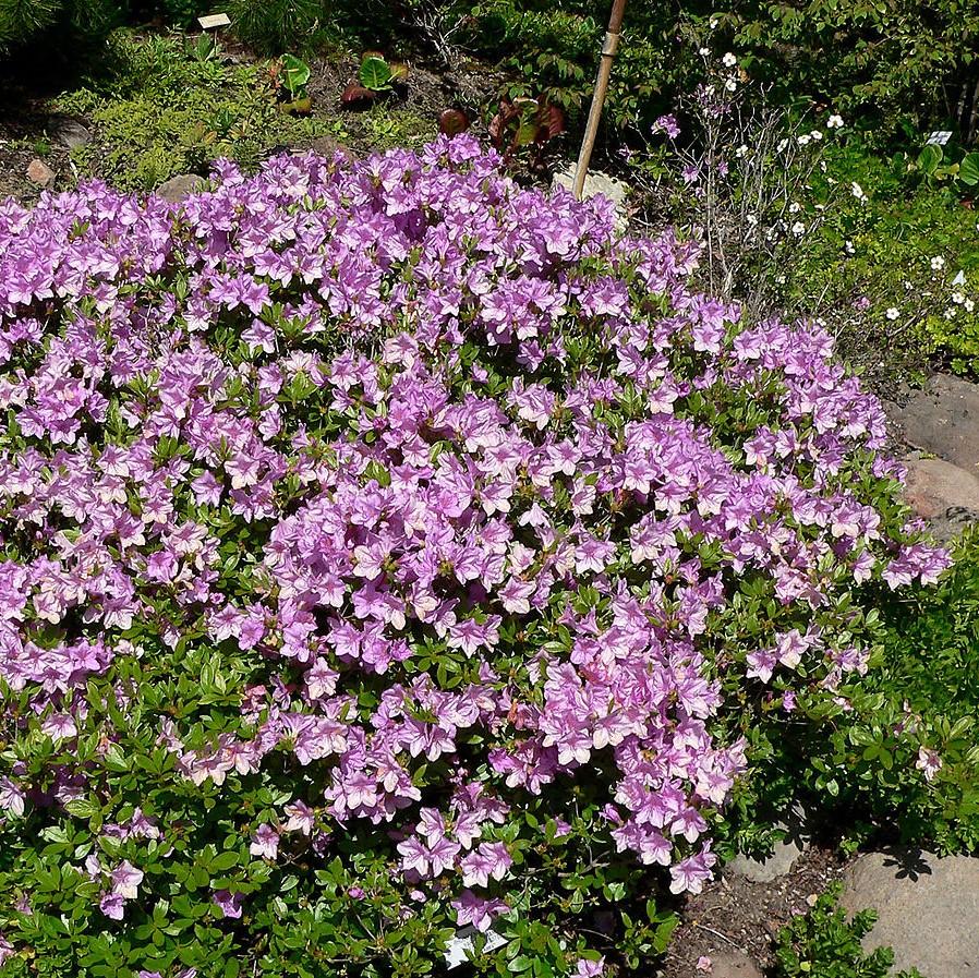 Rhododendron yedoense var. poukhanense ~ Korean Azalea-ServeScape