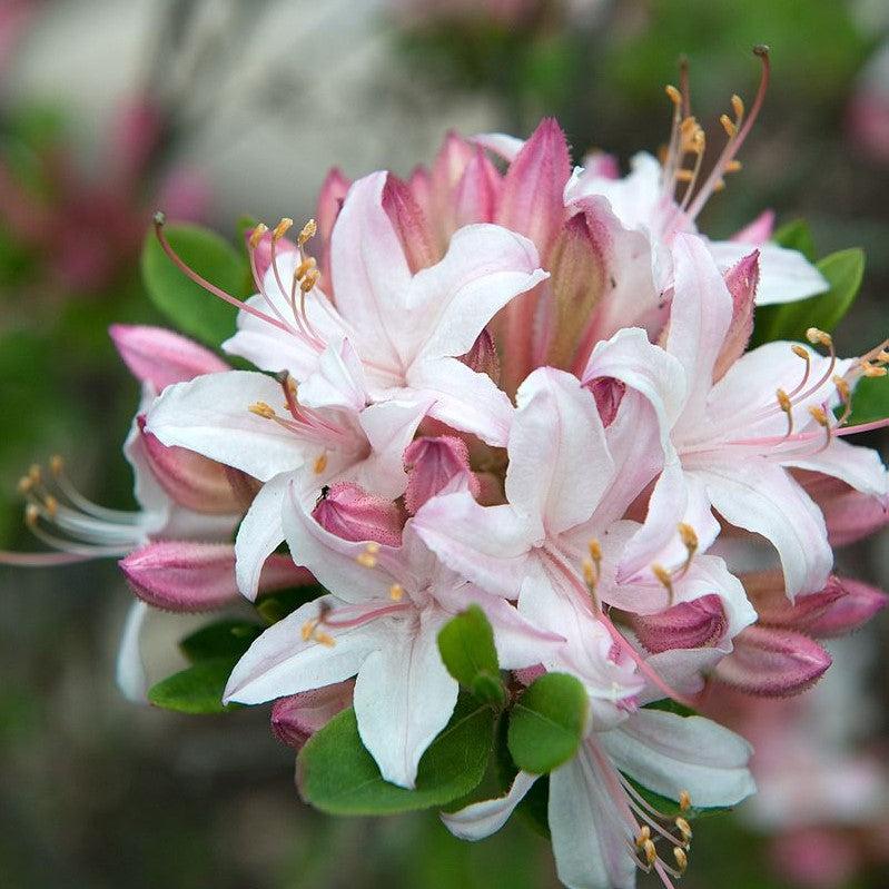 Rhodoendron 'Marydel' ~ Marydel Azalea-ServeScape