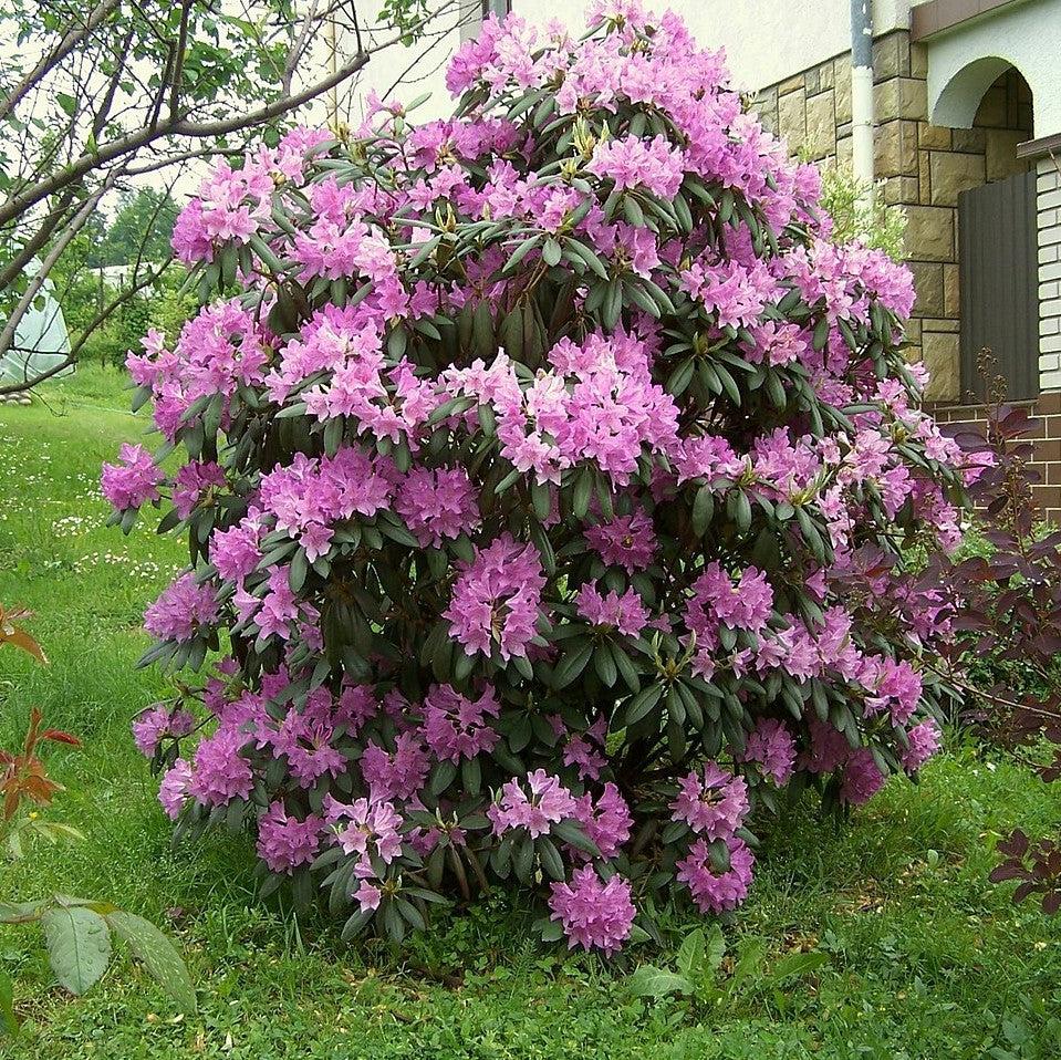 Rhododendron catawbiense ~ Catawba Rhododendron-ServeScape