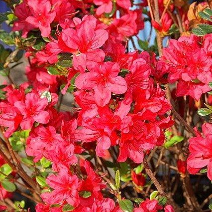 Rhododendron x 'Hino Crimson' ~ Hino Crimson Azalea-ServeScape