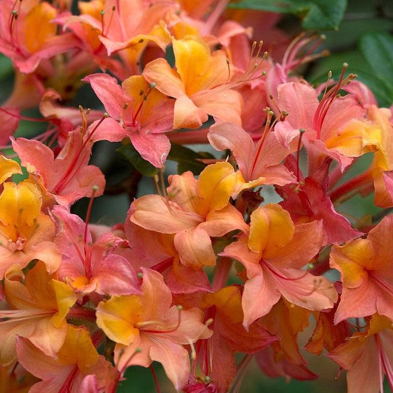Rhododendron 'Colonel Mosby' ~ Colonel Mosby Native Azalea-ServeScape