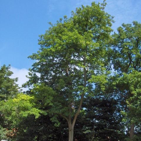 Robinia pseudoacacia~ Black Locust-ServeScape