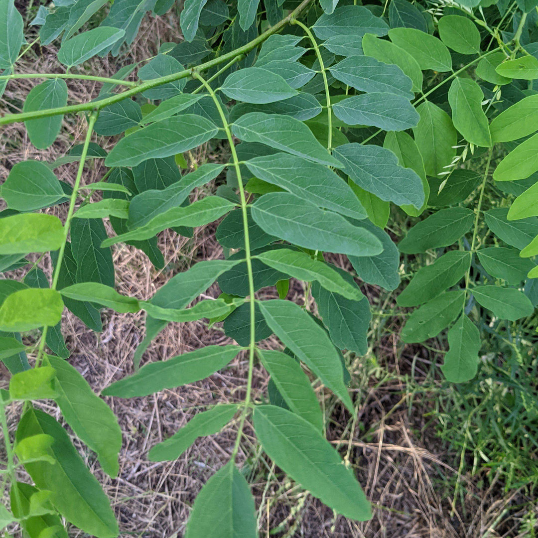 Robinia pseudoacacia~ Black Locust-ServeScape