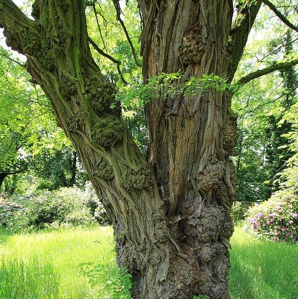 Robinia pseudoacacia~ Black Locust-ServeScape