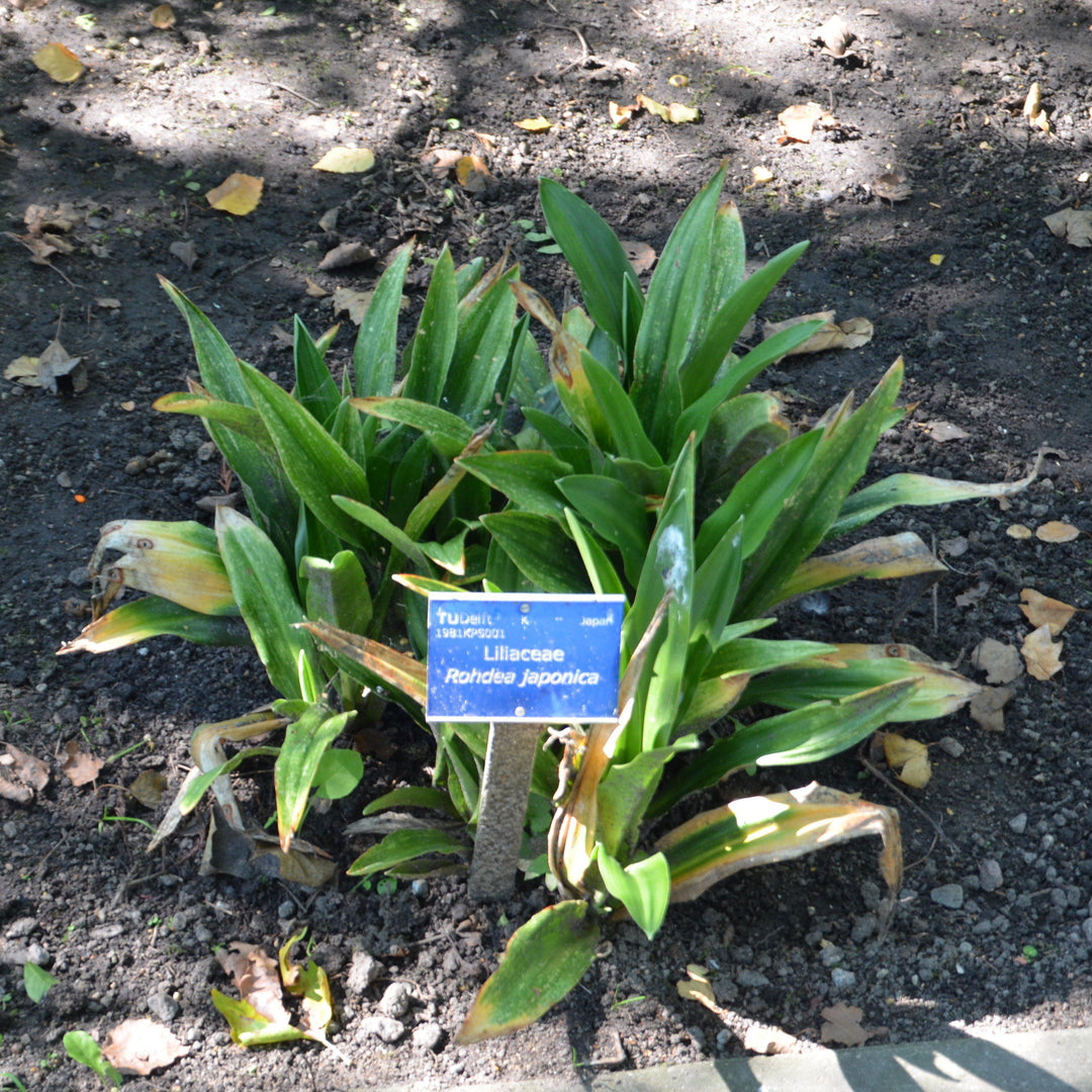 Rohdea japonica ~ Nippon Lily, Japanese Sacred Lily-ServeScape