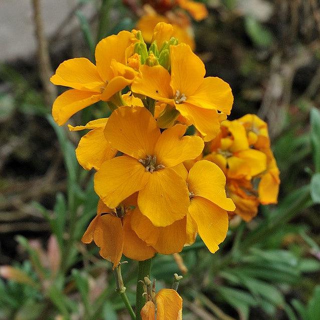 Erysimum linifolium 'Sunstrong Orange' ~ Sunstrong™ Orange Wallflower-ServeScape