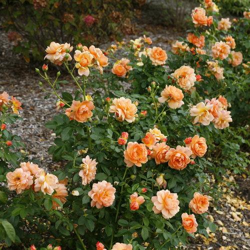 Rosa 'HORCOGJIL' USPP 27,541 At Last® ~ At Last® Rose - Delivered By ServeScape