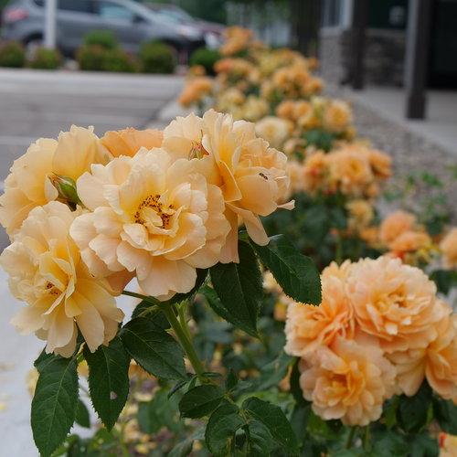 Rosa 'HORCOGJIL' USPP 27,541 At Last® ~ At Last® Rose - Delivered By ServeScape