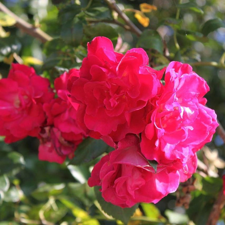 Rosa 'Meicerafyn' PP #31,069 ~ Grace N' Grit™ Pink Shrub Rose-ServeScape