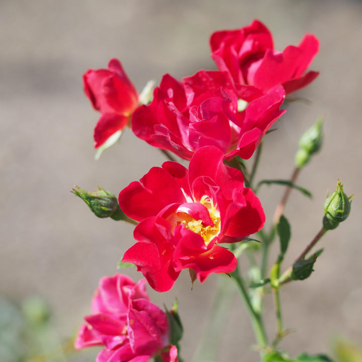Rosa 'Meigalpio' PP#17,877 ~ Red Drift® Rose - Delivered By ServeScape