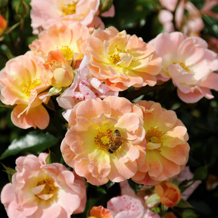 Rosa ‘Meiggili' PP18,542 ~ Peach Drift® Rose - Delivered By ServeScape