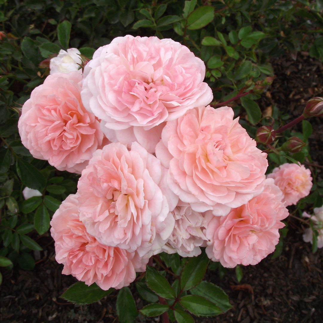 Rosa  'Meimirrot' PP#23,354 ~ Apricot Drift® Rose - Delivered By ServeScape