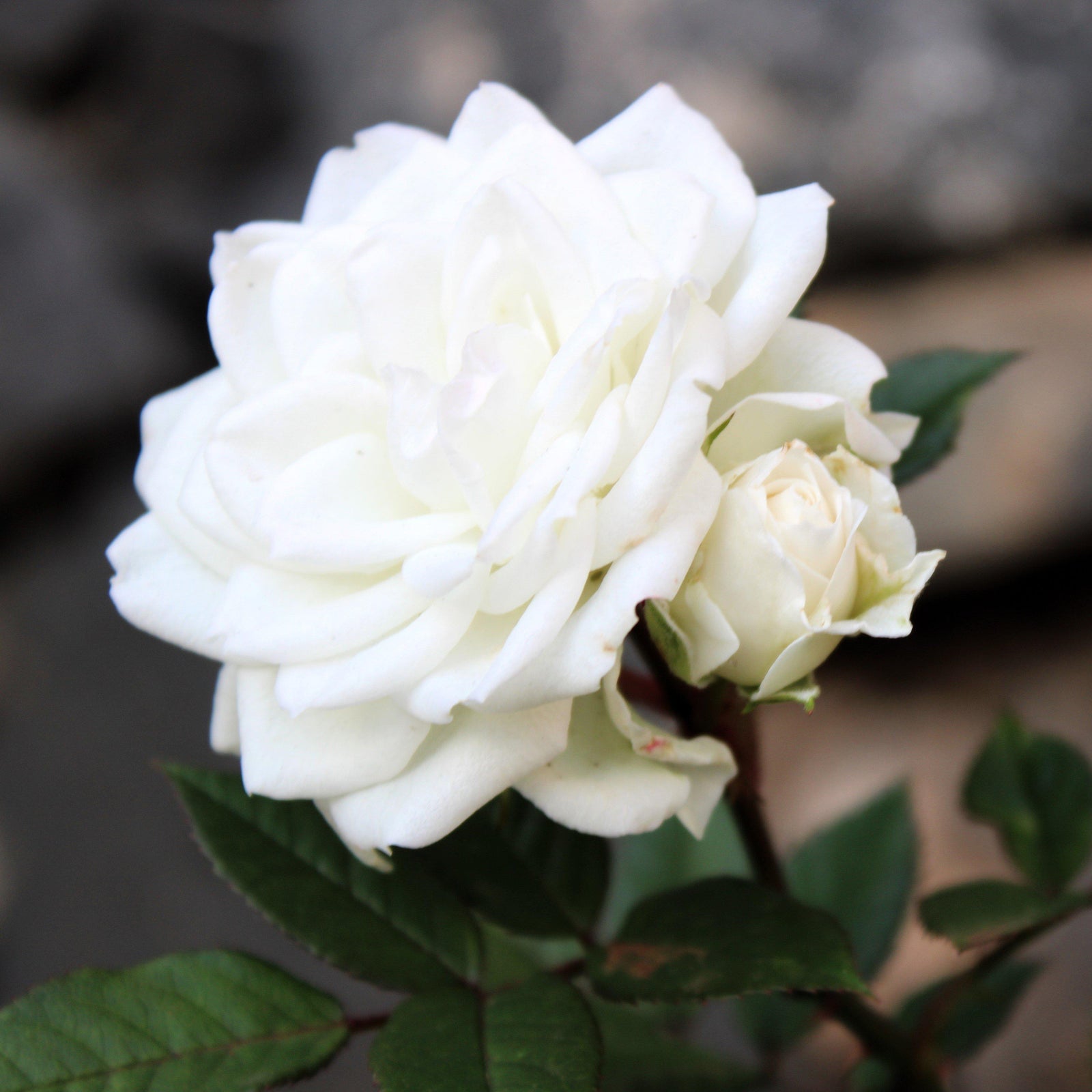 Rosa 'Meizorland’ PP#28,054 ~ White Drift® Rose-ServeScape