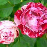 Rosa 'Radcarn' PP#22172 ~Peppermint Pop™ Rose - Delivered By ServeScape