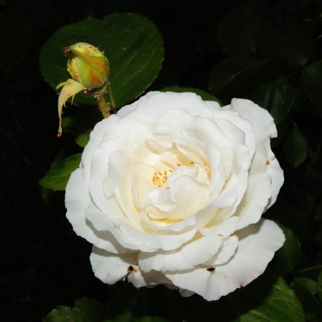 Rosa 'Radclean' ~ Cloud Ten Rose - Delivered By ServeScape
