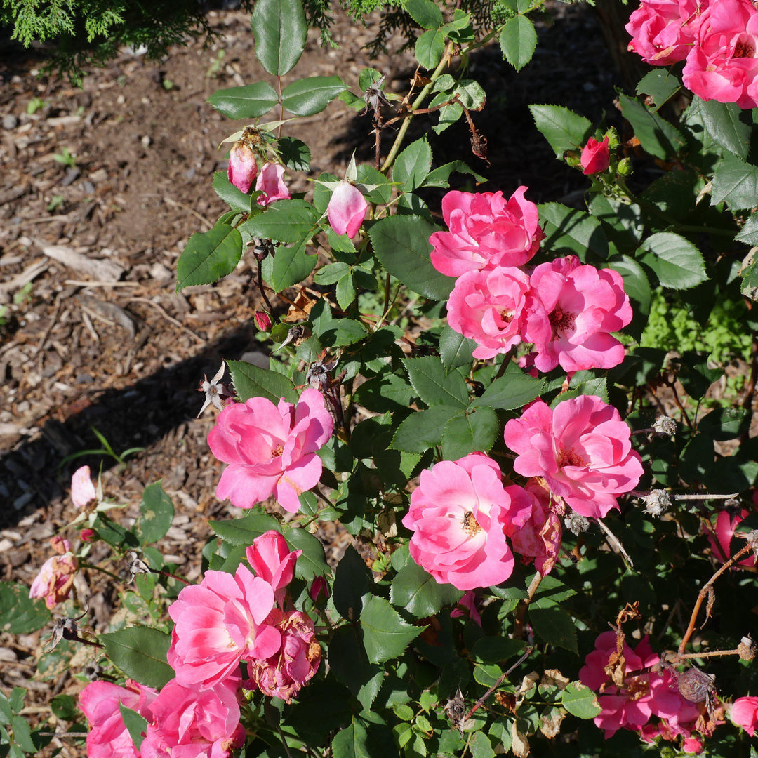 Rosa ‘Radcon’ PP#15,070 ~ Pink Knock Out® Rose-ServeScape