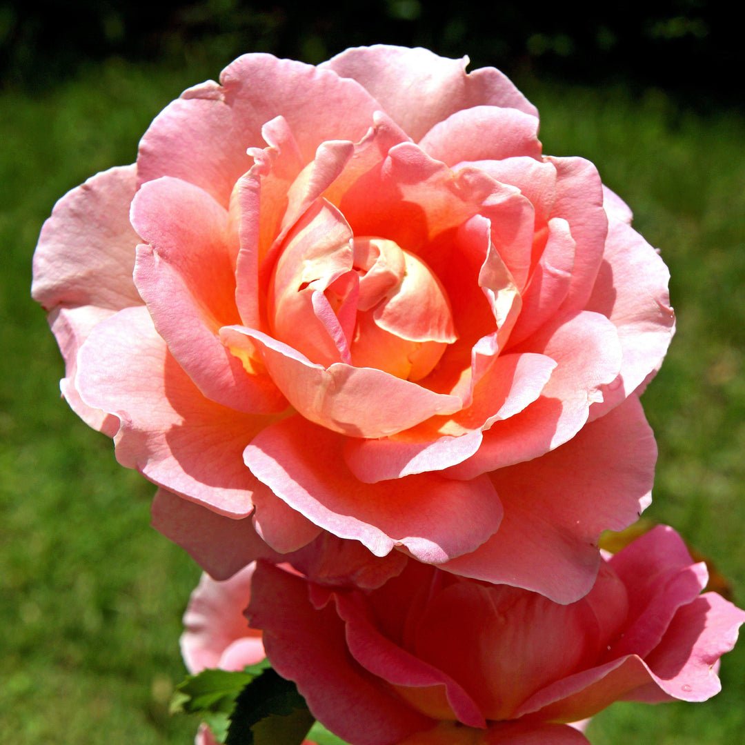 Rosa ‘Radral’ PP 19,803 ~ Coral Knock Out® Rose - Delivered By ServeScape