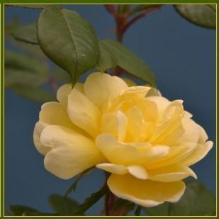 Rosa ‘Radsunny’ PP 18,562 ~ Sunny Knock Out® Rose - Delivered By ServeScape