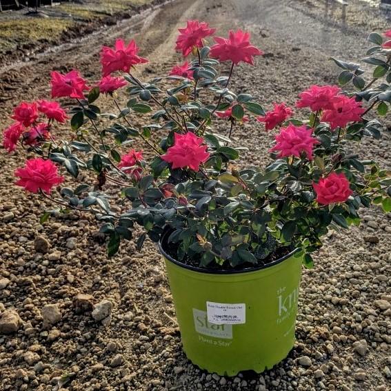 KNOCK OUT 2 Gal. Pink Double Knock Out Rose Bush with Pink Flowers