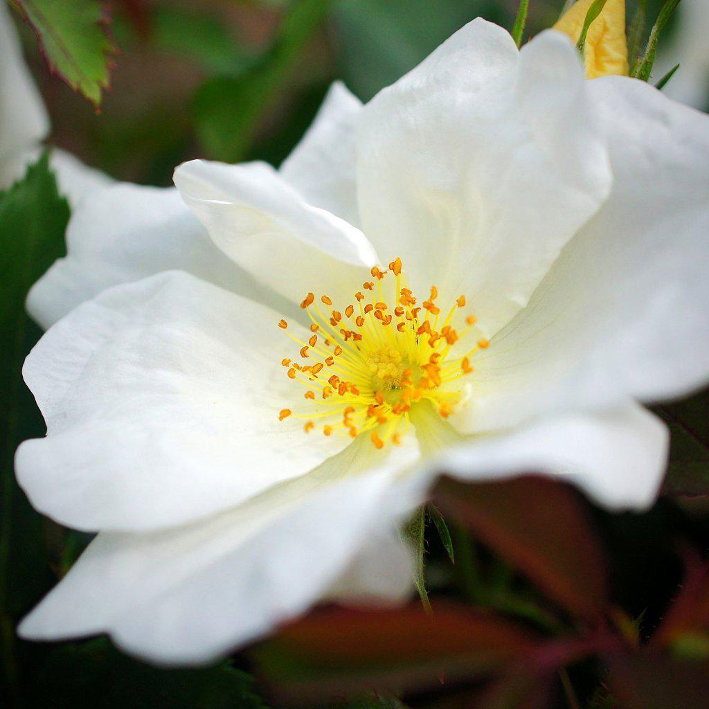 Rosa ‘Radwhite’ PP#20,273 ~ White Knock Out® Rose - Delivered By ServeScape