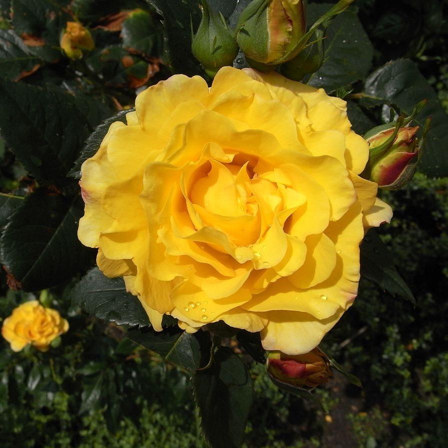 Rosa 'Sparkle and Shine' ~ Sparkle and Shine™ Rose-ServeScape