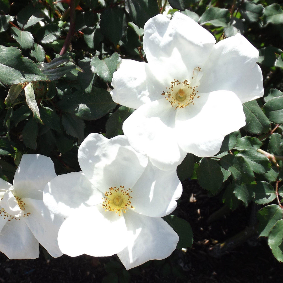 Rosa 'White Out' ~ White Out Rose-ServeScape