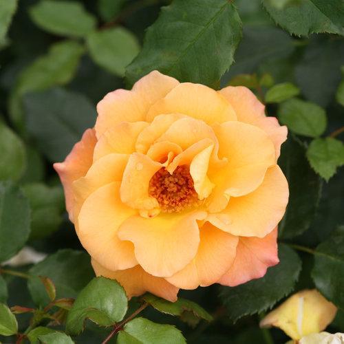 Rosa 'chewgewest' ~ Suñorita® Rose-ServeScape
