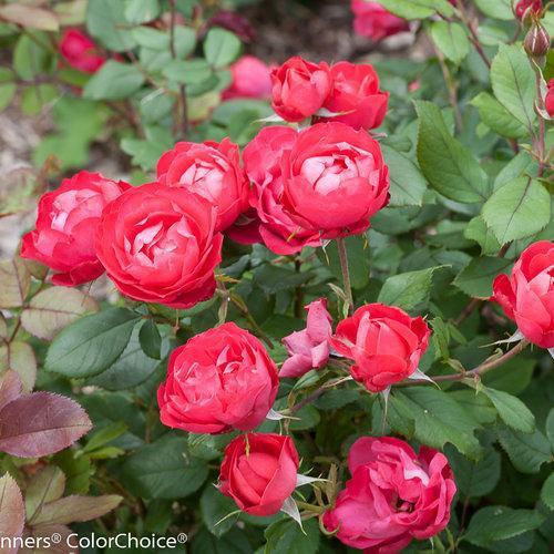 Rosa 'meipeporia' ~ OSO Easy® Double Red Rose-ServeScape