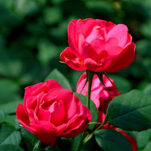 Rosa 'meipeporia' ~ OSO Easy® Double Red Rose-ServeScape