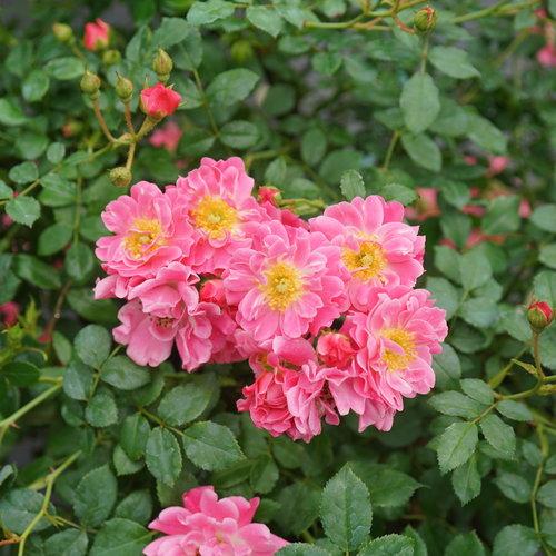 Rosa 'meiriftday' ~ OSO Easy® Double Pink Rose - Delivered By ServeScape