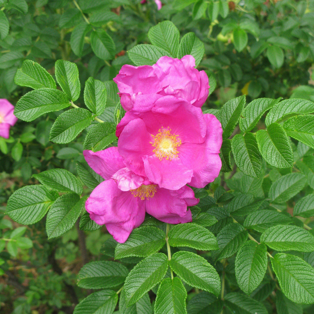Rosa rugosa ~ Rugosa Rose-ServeScape