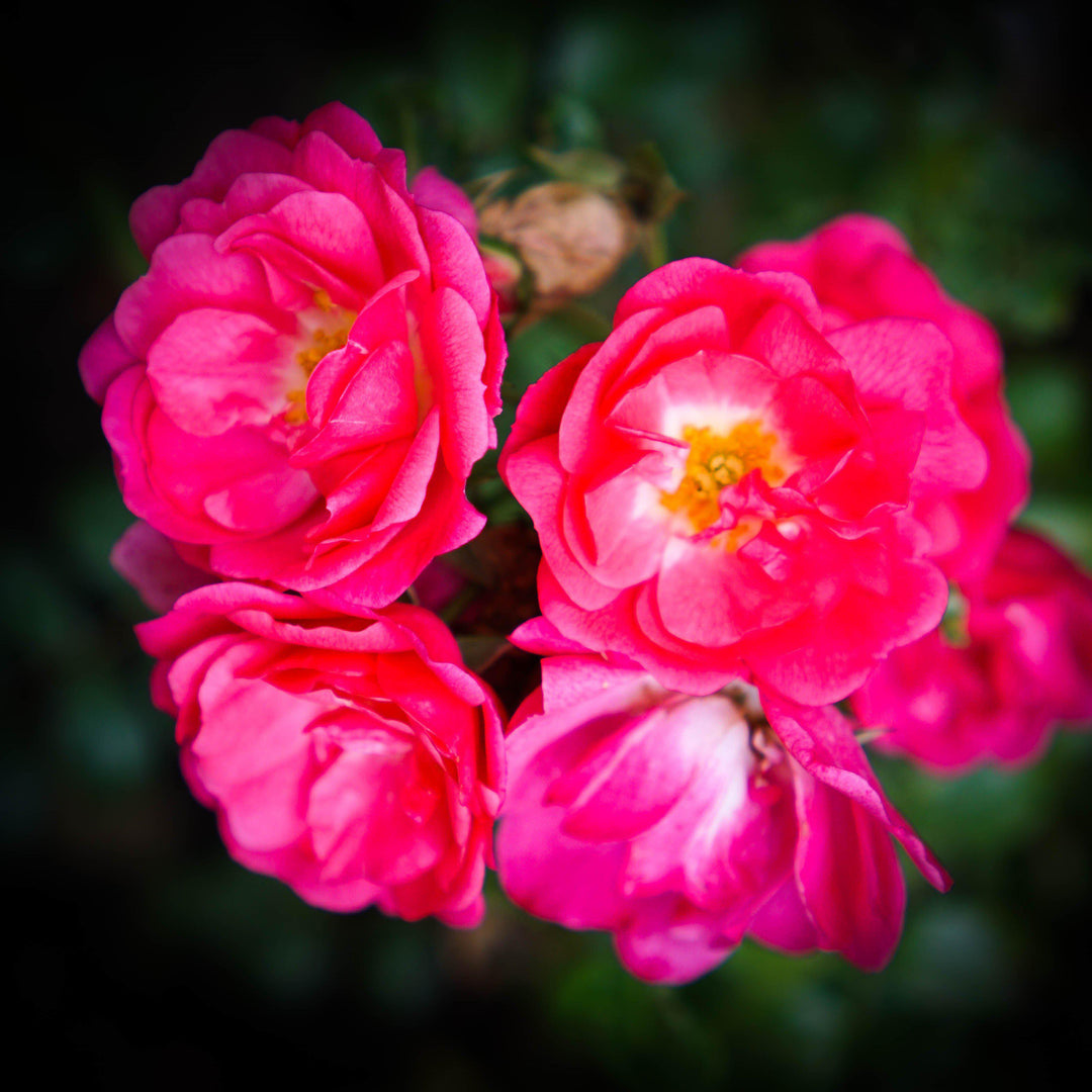 Rosa x 'NOA168098F' ~ Flower Carpet® Pink Supreme Rose-ServeScape
