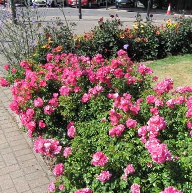 Rosa x 'NOA168098F' ~ Flower Carpet® Pink Supreme Rose-ServeScape