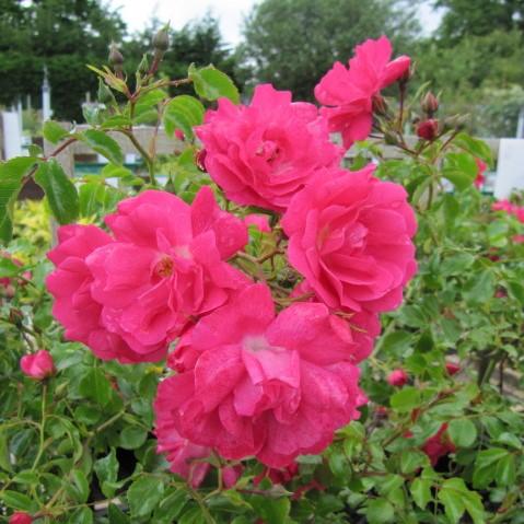 Rosa x 'NOA168098F' ~ Flower Carpet® Pink Supreme Rose-ServeScape