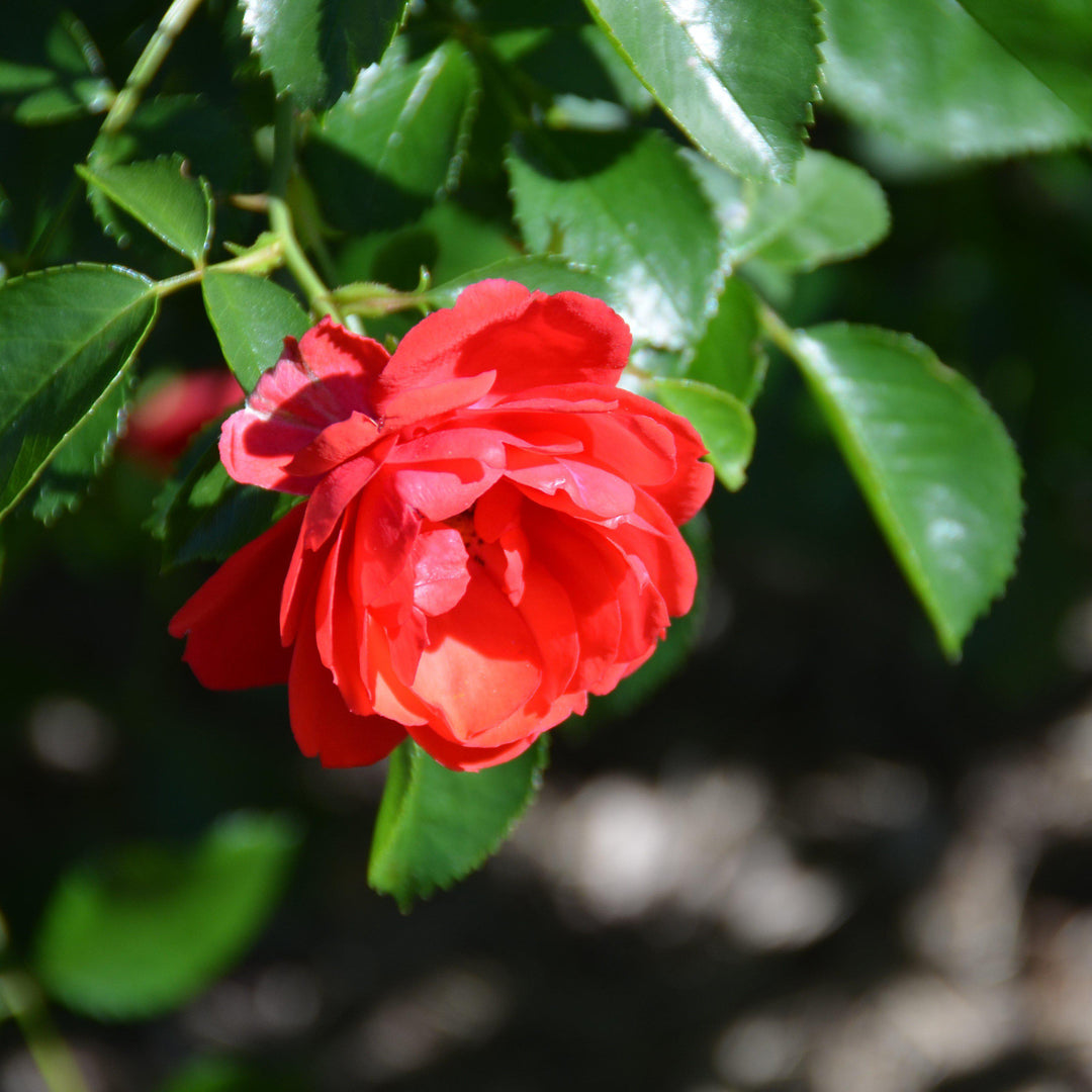 Rosa x 'NOA83100B' ~ Flower Carpet® Scarlet Rose-ServeScape