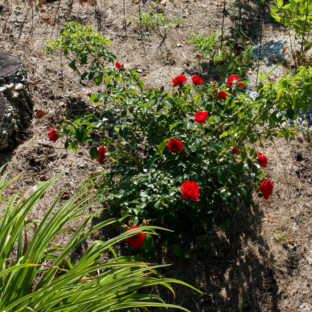 Rosa x 'NOA83100B' ~ Flower Carpet® Scarlet Rose-ServeScape