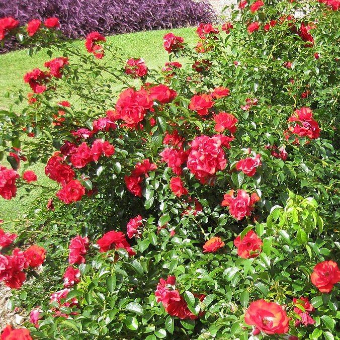 Rosa x 'NOA83100B' ~ Flower Carpet® Scarlet Rose-ServeScape