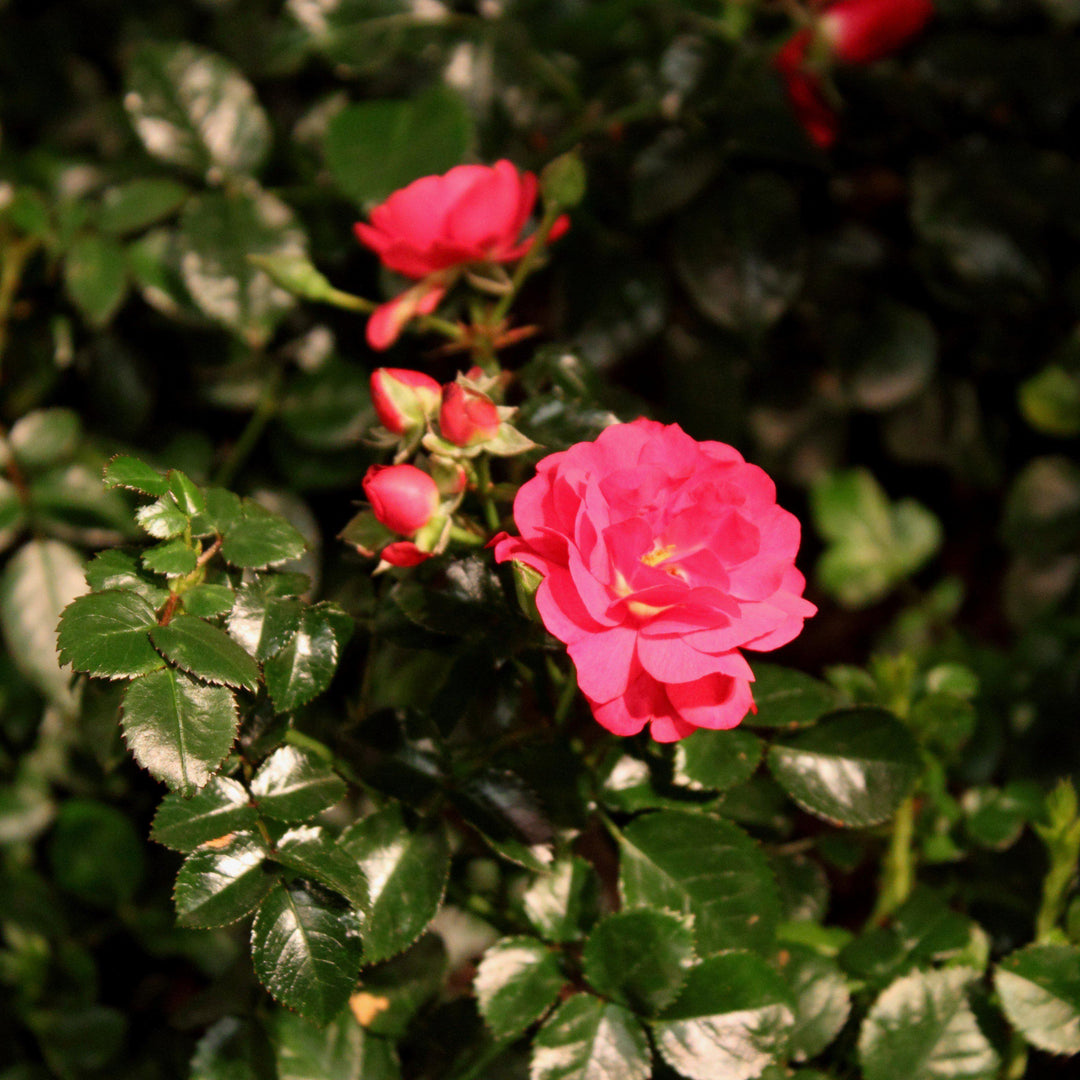 Rosa x 'NOA83100B' ~ Flower Carpet® Scarlet Rose-ServeScape