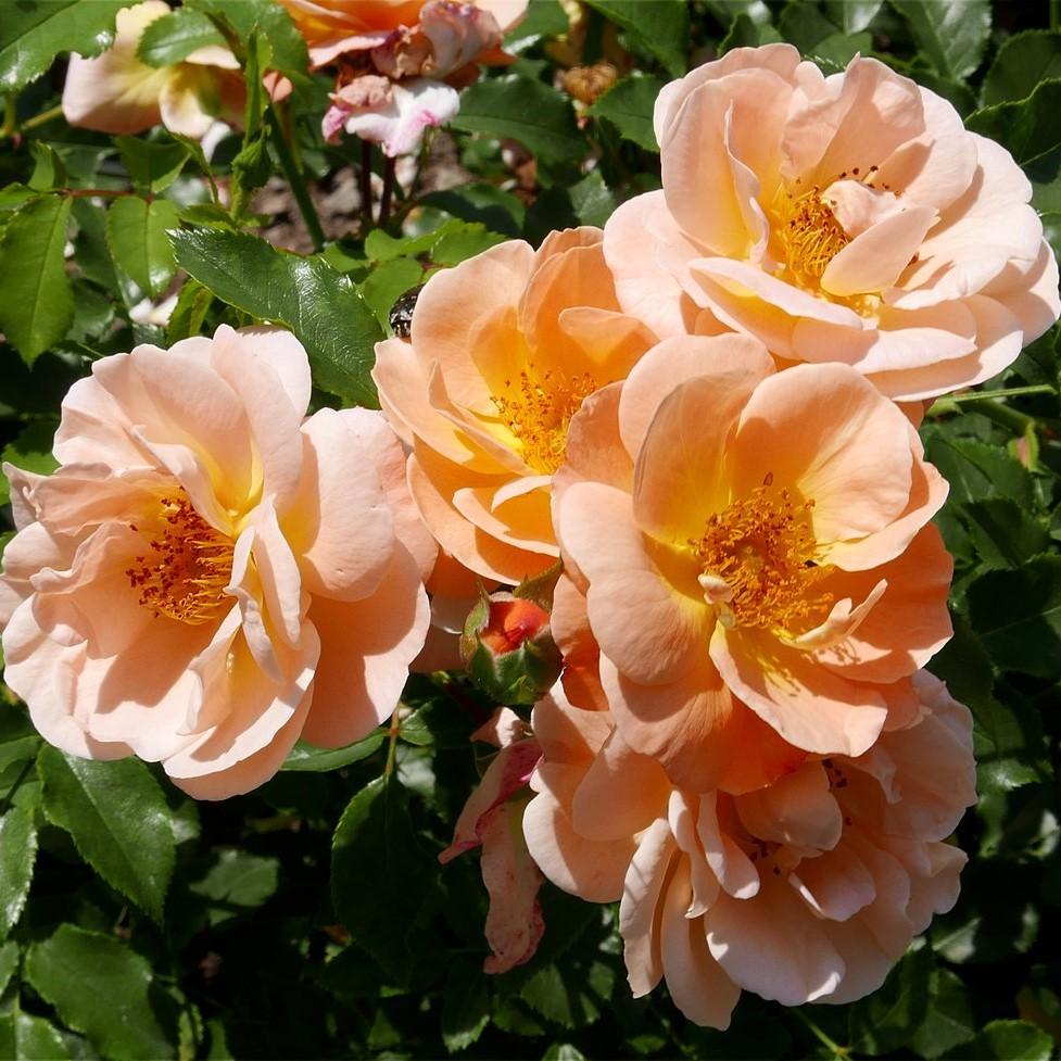 Rosa x 'NOA97400A' ~ Flower Carpet® Amber Rose-ServeScape