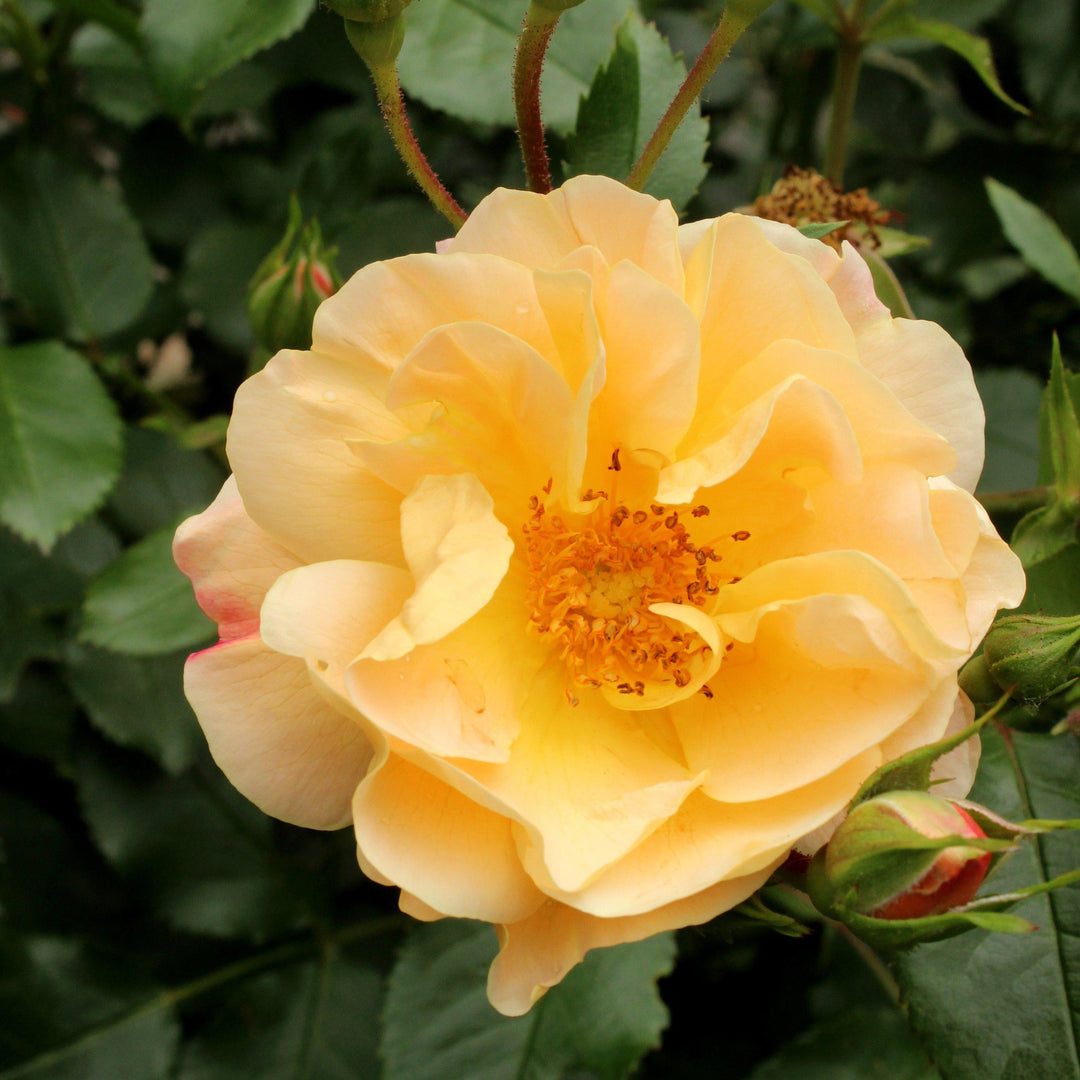 Rosa x 'NOA97400A' ~ Flower Carpet® Amber Rose - Delivered By ServeScape