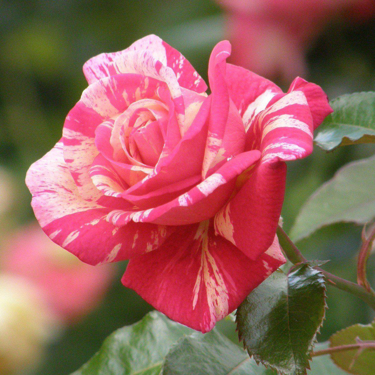 Rosa x 'Noasplash' ~ Flower Carpet® Pink Splash Rose - Delivered By ServeScape
