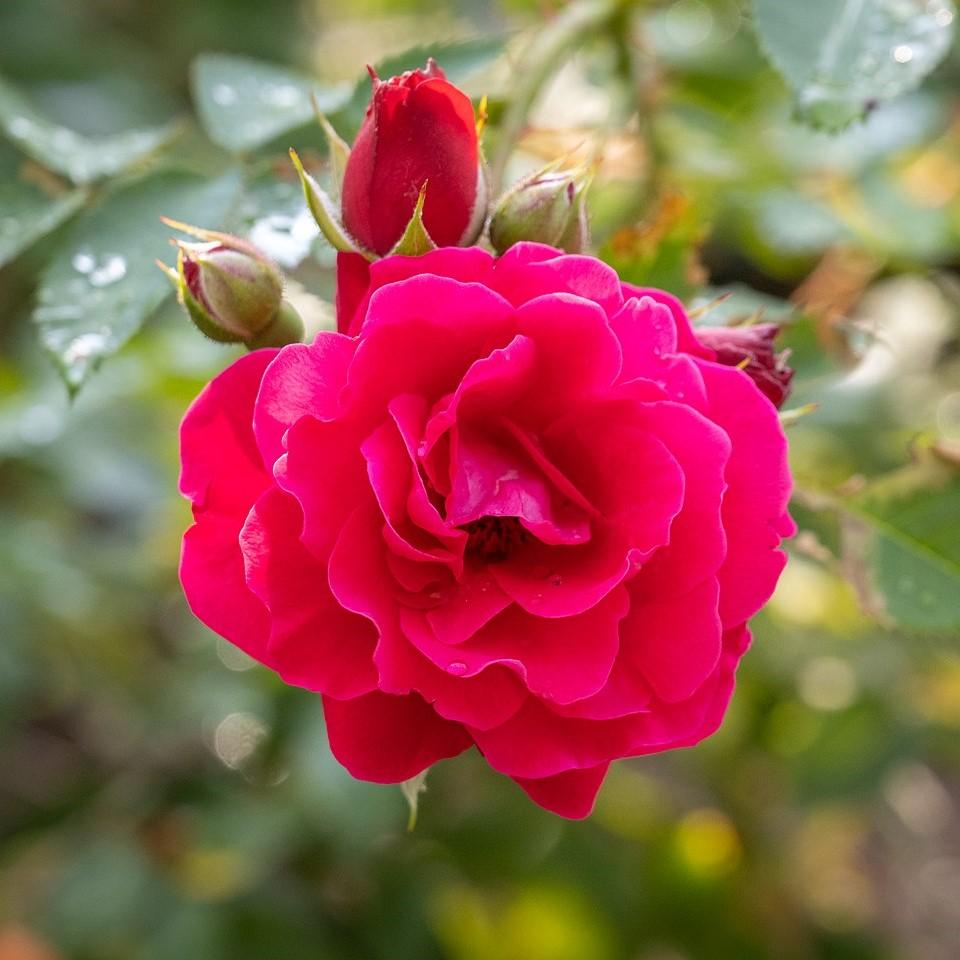 Rosa x 'RUIRI0125A' ~ Nitty Gritty™ Pink Rose-ServeScape