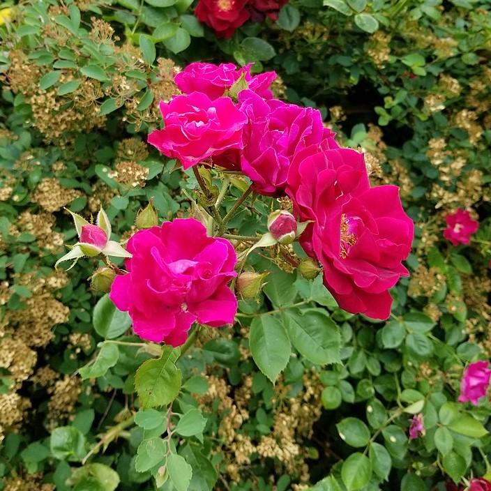 Rosa x 'RUIRI0125A' ~ Nitty Gritty™ Pink Rose-ServeScape