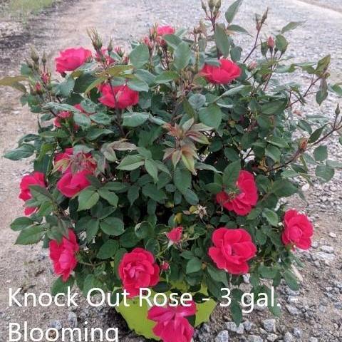 Rosa x 'Radrazz' ~ Knock Out® Shrub Rose, Red - Delivered By ServeScape