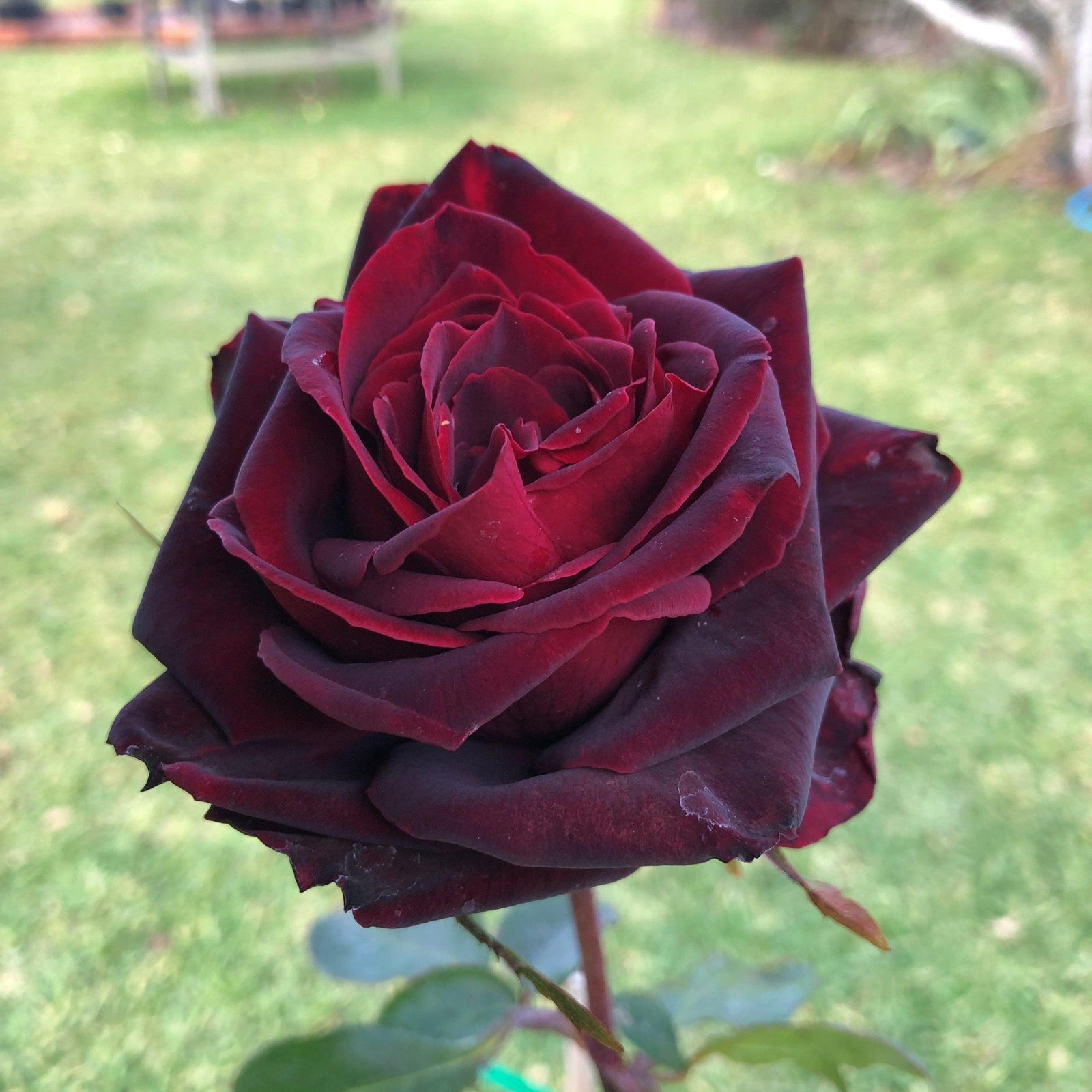 Rosa x 'GRAnib' PP31742 ~ Echo® Brindabella™ Crimson Knight Rose-ServeScape