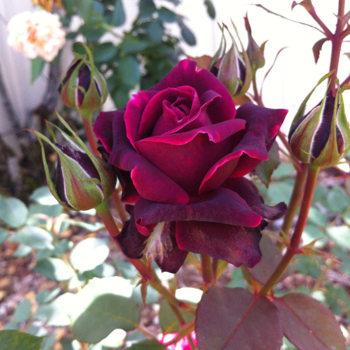 Rosa x 'GRAnib' PP31742 ~ Echo® Brindabella™ Crimson Knight Rose-ServeScape