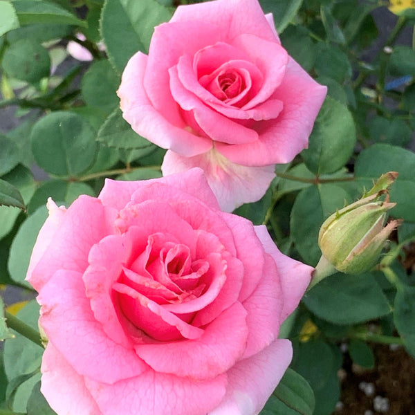 Echo® Brindabella™ Pink Princess Rose - Rosa x 'PNKTER' PP32266 