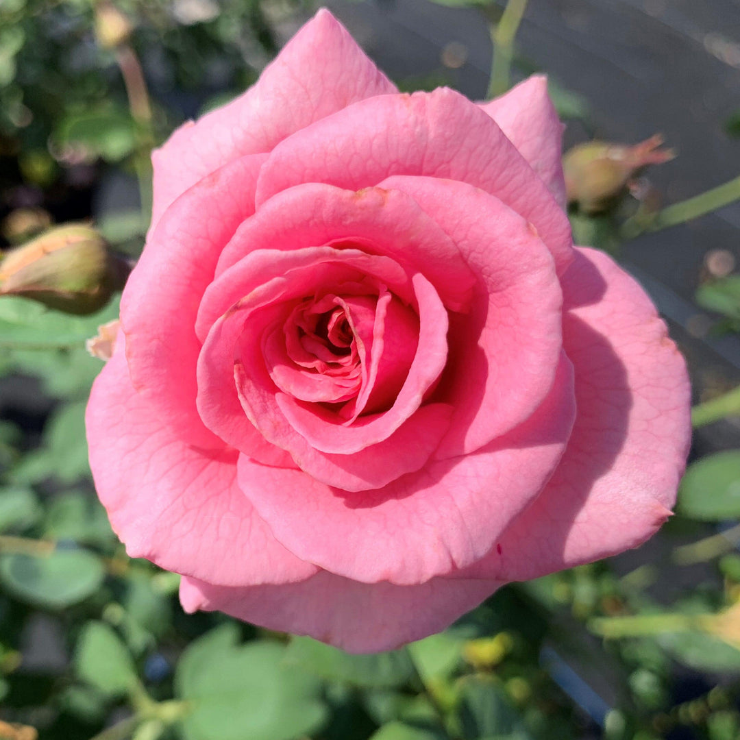 Rosa x 'PNKTER' PP32266 ~ Echo® Brindabella™ Pink Princess Rose-ServeScape