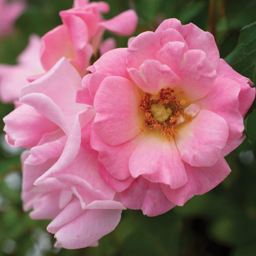 Rose 'Meifranjin' PP 33,507 ~ Blushing Drift® Rose-ServeScape