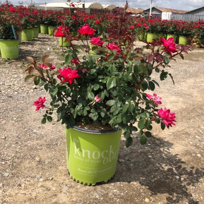 Rosa ‘Radtko’ PP 16,202 ~ Double Knock Out® Rose-ServeScape